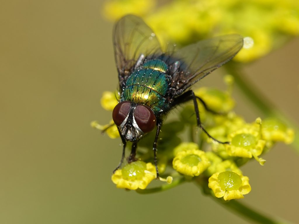 moscas; control de plagas; plagas comunes; insectos;