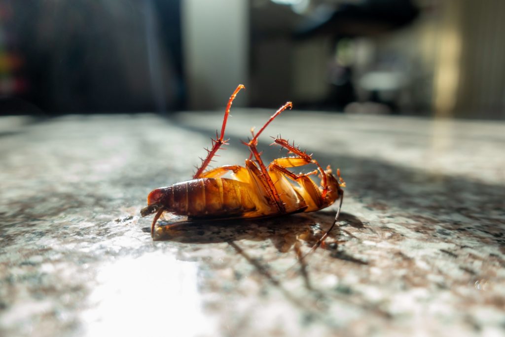 cucaracha; plagas comunes; insectos;