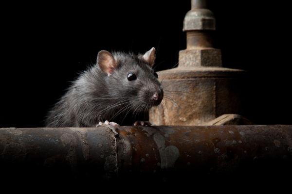 Control de plagas de ratas y ratones