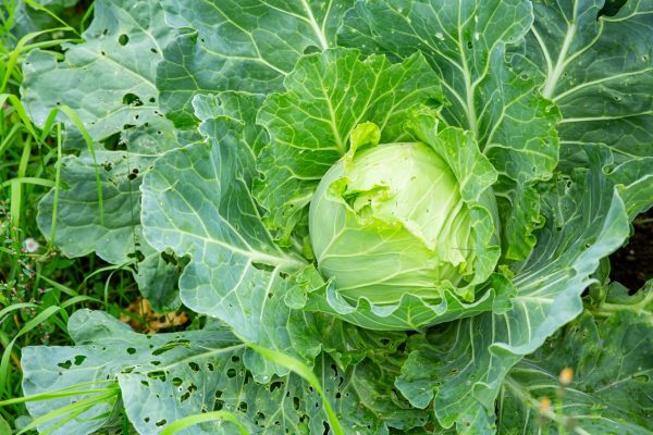 ¿Qué es el control de plagas biológico?