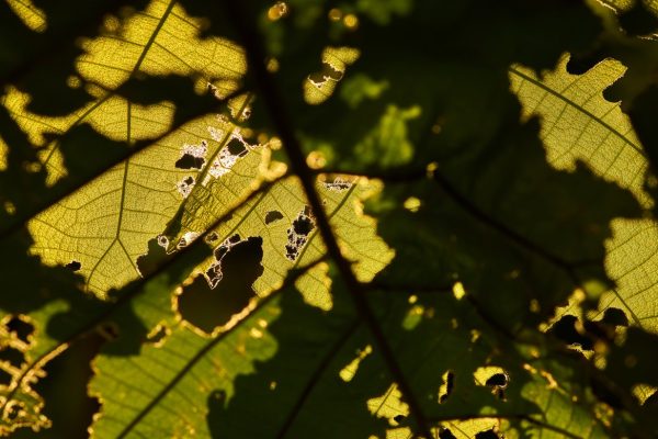 Cómo prevenir la aparición de plagas en otoño