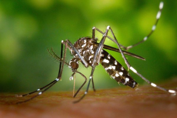 Tratamiento contra el mosquito tigre con GRUPO GAM