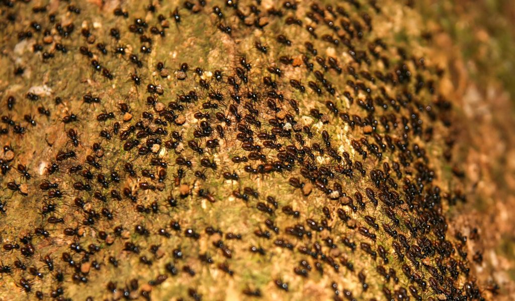 hormigas; plagas comunes; control de plagas; insectos;