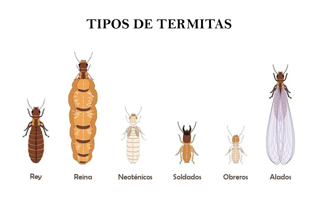Tipos de termitas